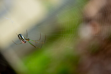 spider