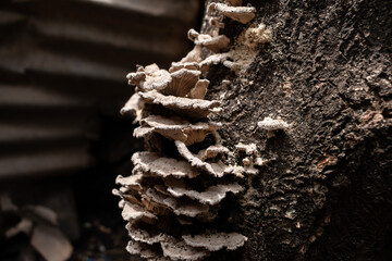 Pleurotus ostreatus mushroom on tree trunk
