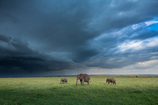 Elepants and Approaching Storm