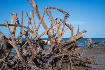 Large driftwood on secluded Florida beach