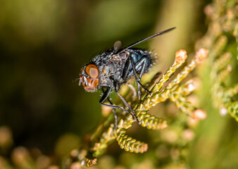 Calliphora vicina Fly macro close up shot