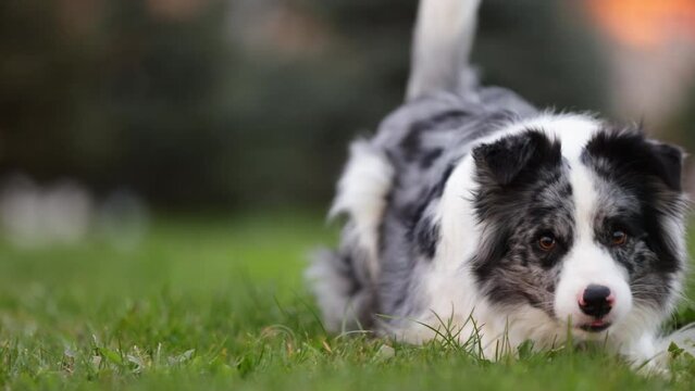 Slow motion of a playful border collie dog with pedigree running through a green park towards the camera and lying down on the lawn cute