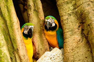 Pair of  true parrots in tree in Cartagena de India Colombia - obrazy, fototapety, plakaty