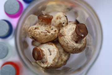 Frozen champignons are slowly thaw in warm water.