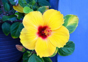 Yellow hibiscus flower close up,Tenerife,Canary Islands,Spain. Common name are Jasvandi, Gurhal, Chinese hibiscus, Shoe flower, Mandaram. 