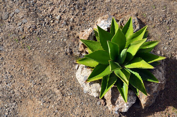 Agave bovicornuta or Cow horn agave succulent plant. Floral background for design.Selective focus.