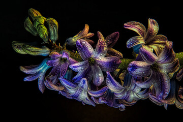 The hyacinth She is a hardy bulbous plant that flowers in spring.