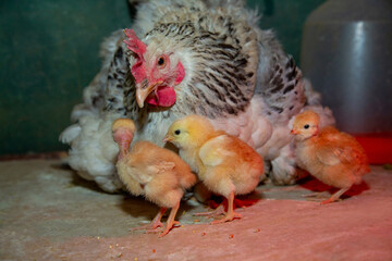 Caring silver mother hen takes care of her newborn chicks