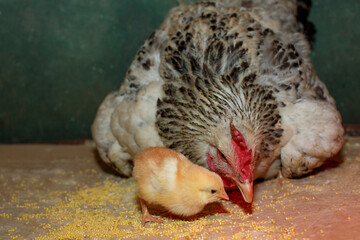 Caring silver mother hen takes care of her newborn chicks