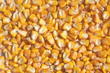 Сorn grains top view, texture