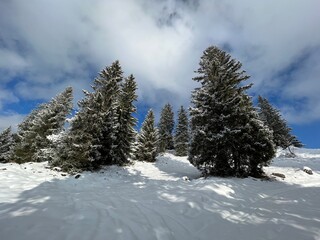 Christmas trees in its natural winter environment and covered with icy snowflakes in the Swiss Alps, Amden - Canton of St. Gallen, Switzerland / Schweiz