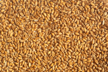 wheat grains top view, texture