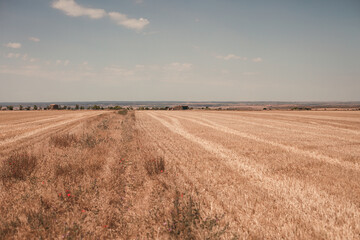 Fototapeta premium countryside views