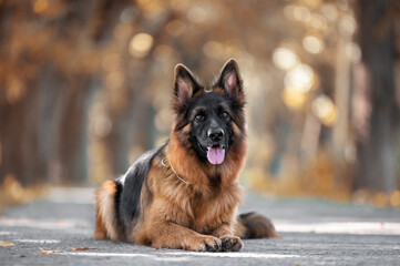 german shepherd dog