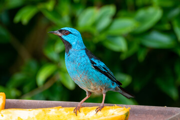 The blue dacnis or turquoise honeycreeper (Dacnis cayana) is a small passerine bird