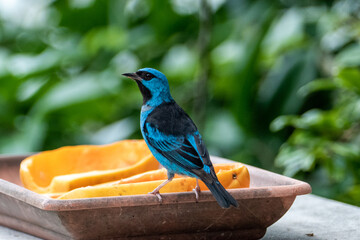 The blue dacnis or turquoise honeycreeper (Dacnis cayana) is a small passerine bird