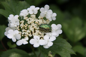 Beetle on viburnum opulus