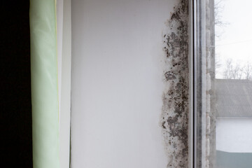 The window is covered with black mold. The window sill was covered with fungus from excessive moisture.
