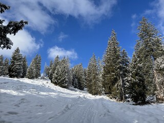 Winter snow idyll along the rural alpine road above the Lake Walen or Lake Walenstadt (Walensee) and in the Swiss Alps, Amden - Canton of St. Gallen, Switzerland (Schweiz)