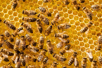 Close up view of the working bees on honeycells
