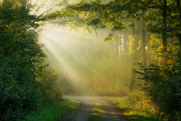 Beautiful sunny morning in green forest