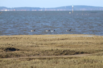 flock of seagulls