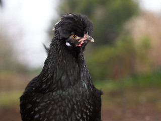 Closeup portrait of black Poland chicken