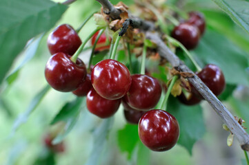  close-up of ripe  cherries on the tree branch in the garden