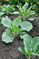 close-up of growing young plants of the cabbage in the vegetable garden