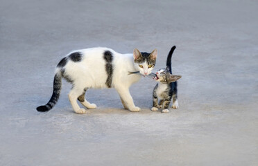Mother cat feeding her cute hungry kitten, holding a fresh fish in her mouth and let the hungry baby kitty eating, Greece