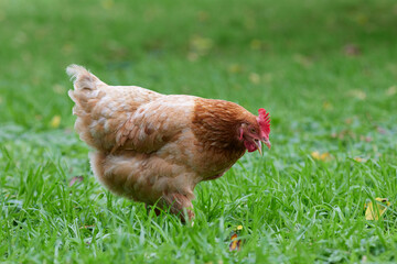 Red brown Sussex chicken in garden grass