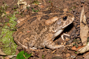 Guttural toad (Amietophrynus gutturalis)