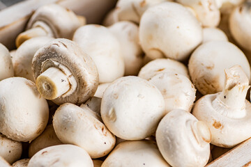Fresh aromatic mushrooms. Macro background.