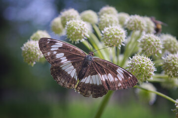 The Honshu White Admiral Limenitis glorifica on a leaf.