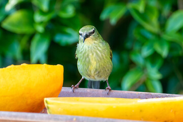 The green honeycreeper (Chlorophanes spiza) is a small passerine bird