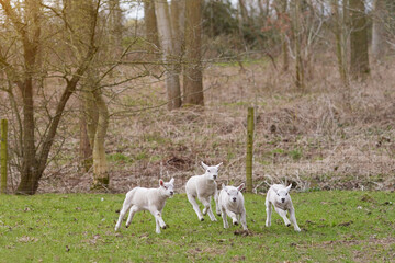 Obraz na płótnie Canvas Young white lambs run and play in meadow during Spring