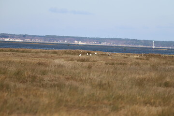 reeds on the beach