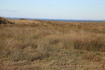 dunes in the dunes