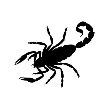 Scorpion silhouette. Vector stock illustration eps 10.