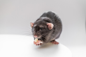 Domestic black dumbo rat sits and eats food on a white background. The concept of pets.