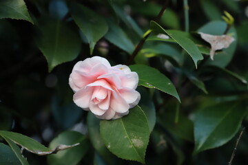 pink camélia bush