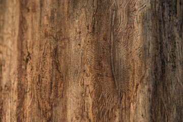 Texture of the trunk of an old tree without bark eaten by pests