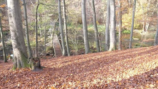Kameraschwenk in einem alten Buchenwald mit einer Holzbrücke über einen Fluss