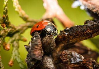 Ladybug macro close up shot