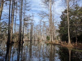 Obraz premium lake in the forest