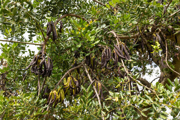 Ripe carob fruit pods on the tree, Ria Formosa, Natural Park, Algarve. Ceratonia siliqua - obrazy, fototapety, plakaty