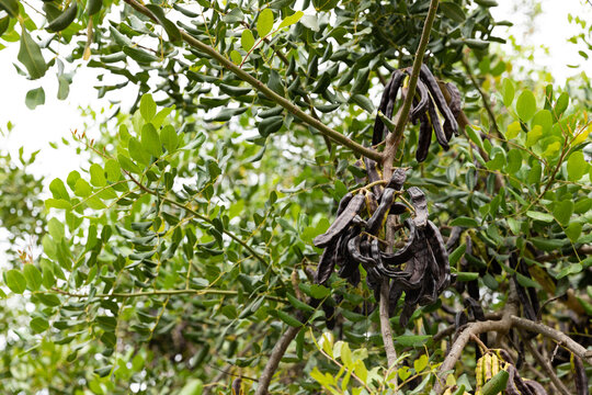 Ripe carob fruit pods on the tree, Ria Formosa, Natural Park, Algarve. Ceratonia siliqua