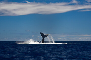 Fototapeta premium Whale in Moorea, French Polynesia