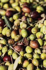 Olive oil production plant. Conveyor belt constantly feeding olives into small scale olive oil mill factory for extracting extra virgin olive oil.