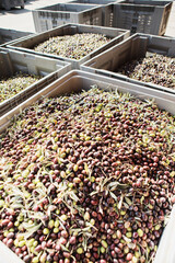 Olive oil production plant. Conveyor belt constantly feeding olives into small scale olive oil mill factory for extracting extra virgin olive oil.
